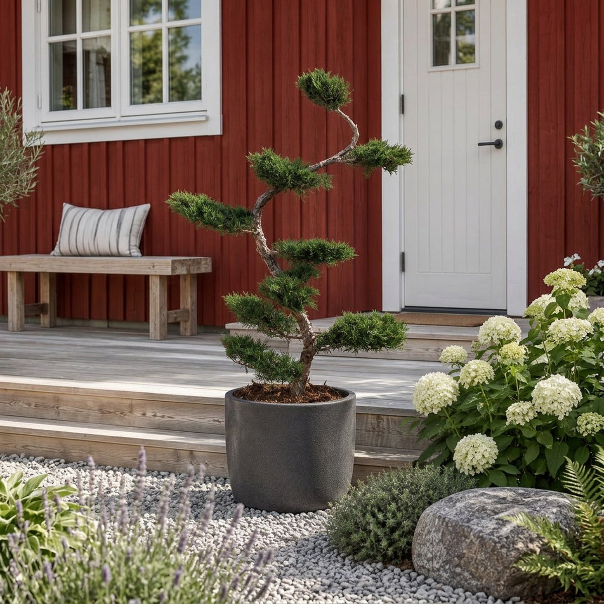 Juniperus pf. &
