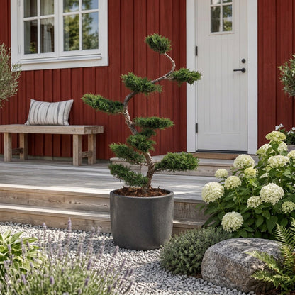 Juniperus pf. &