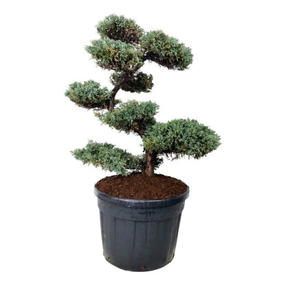 Juniperus sq. &