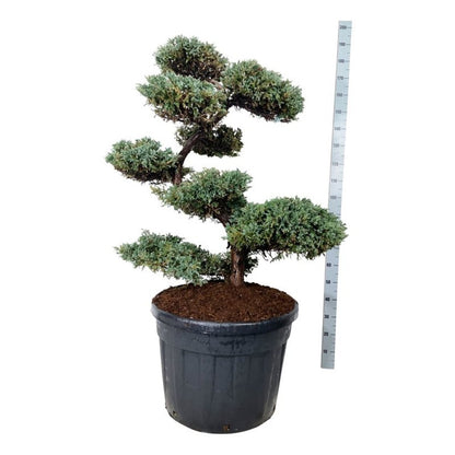 Juniperus sq. &