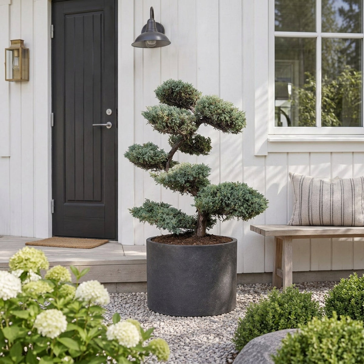 Juniperus sq. &