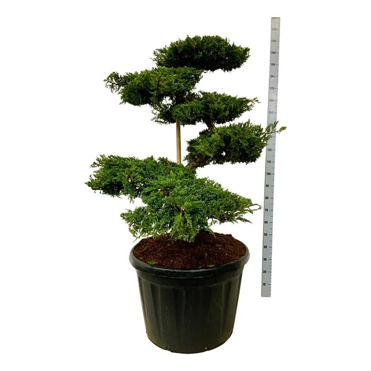 Juniperus sq. &
