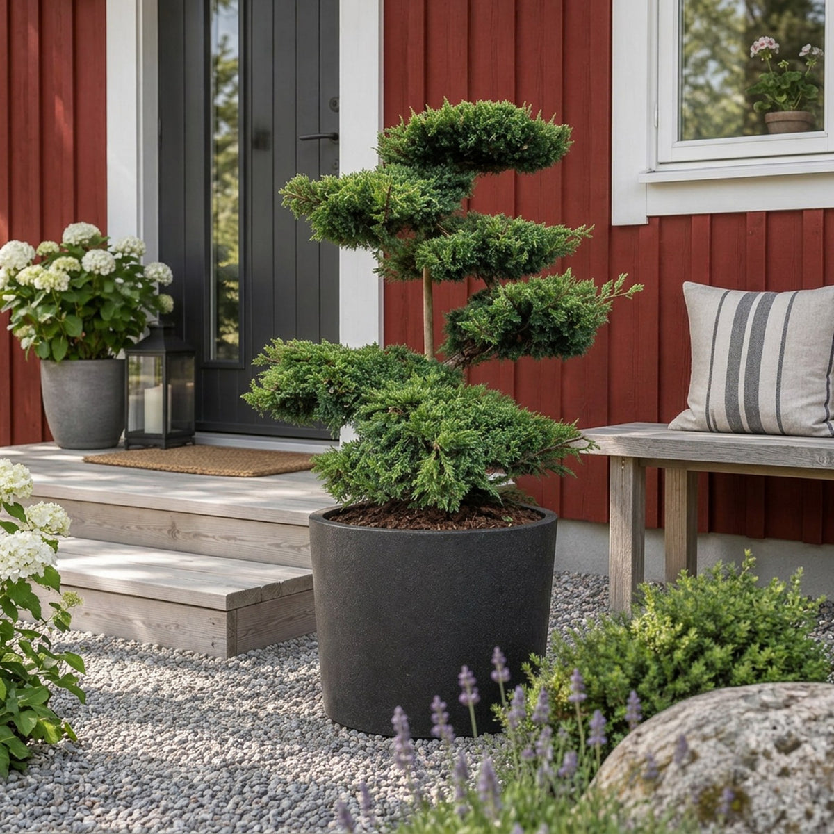 Juniperus sq. &