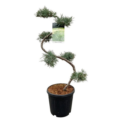 Juniperus virg. &