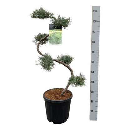 Juniperus virg. &