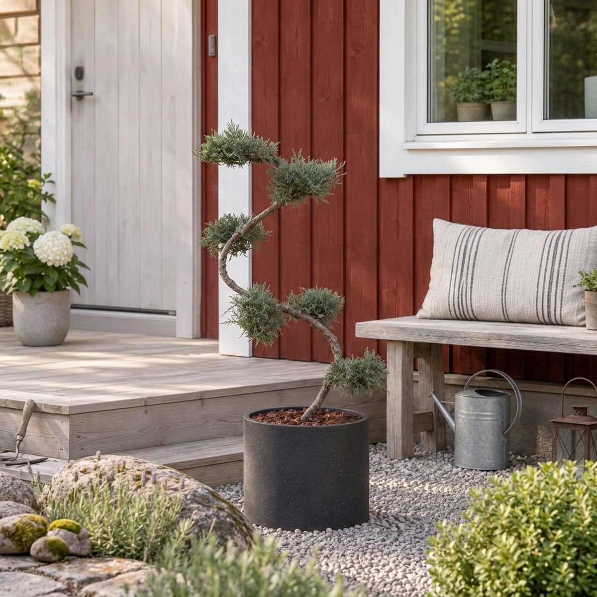 Juniperus virg. &