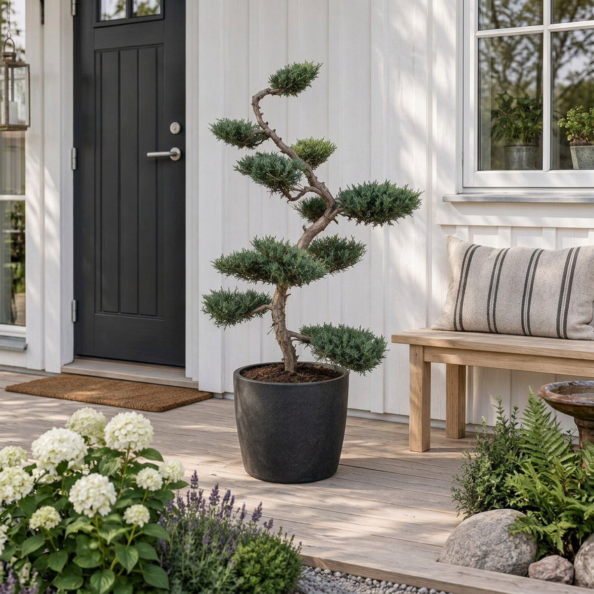 Juniperus virg. &