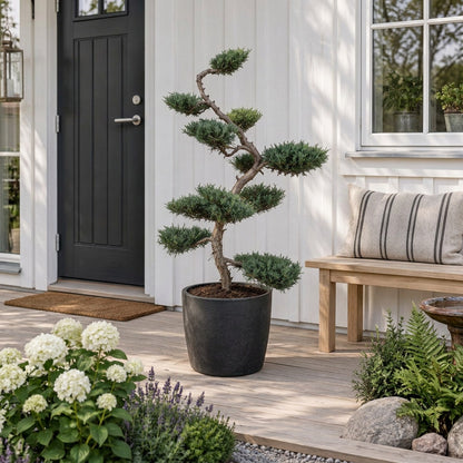 Juniperus virg. &