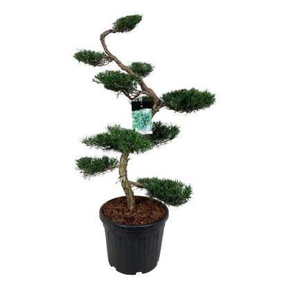 Juniperus virg. &