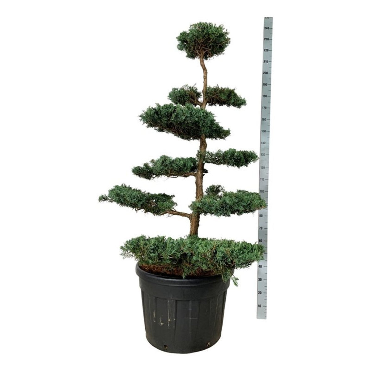 Juniperus virg. &
