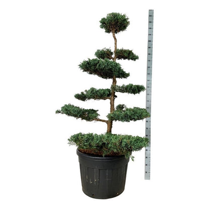 Juniperus virg. &