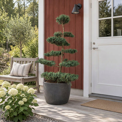 Juniperus virg. &