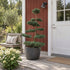 Juniperus virg. &