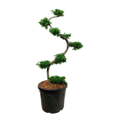 Larix kaempferi Bonsai 125+ cm C55 (55 liters kruka)
