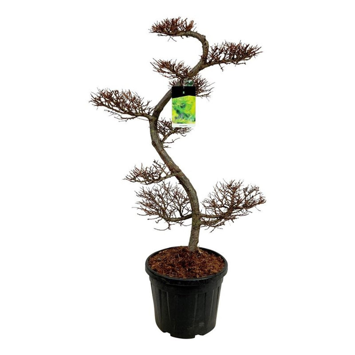 Larix kaempferi Bonsai 125+ cm C55 (55 liters kruka)