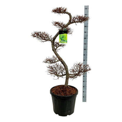 Larix kaempferi Bonsai 125+ cm C55 (55 liters kruka)