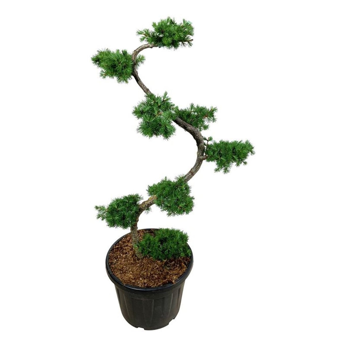 Larix kaempferi Bonsai 125+ cm C55 (55 liters kruka)