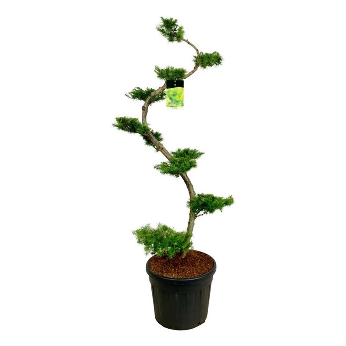 Larix kaempferi Bonsai 175+ cm C90 (90 liters kruka)