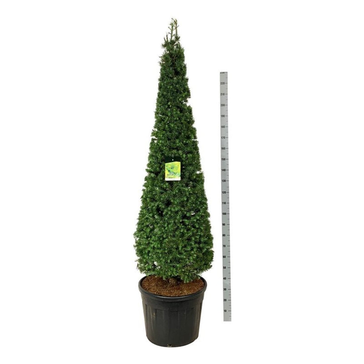 Larix kaempferi Kägla 175–200 cm C90 (90 liters kruka)