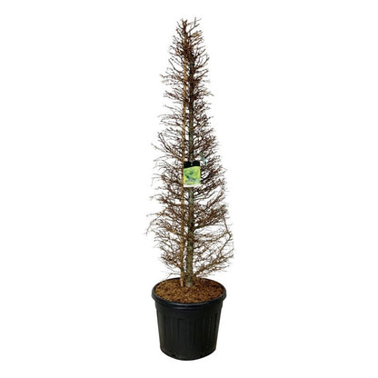 Larix kaempferi Kägla 175–200 cm C90 (90 liters kruka)