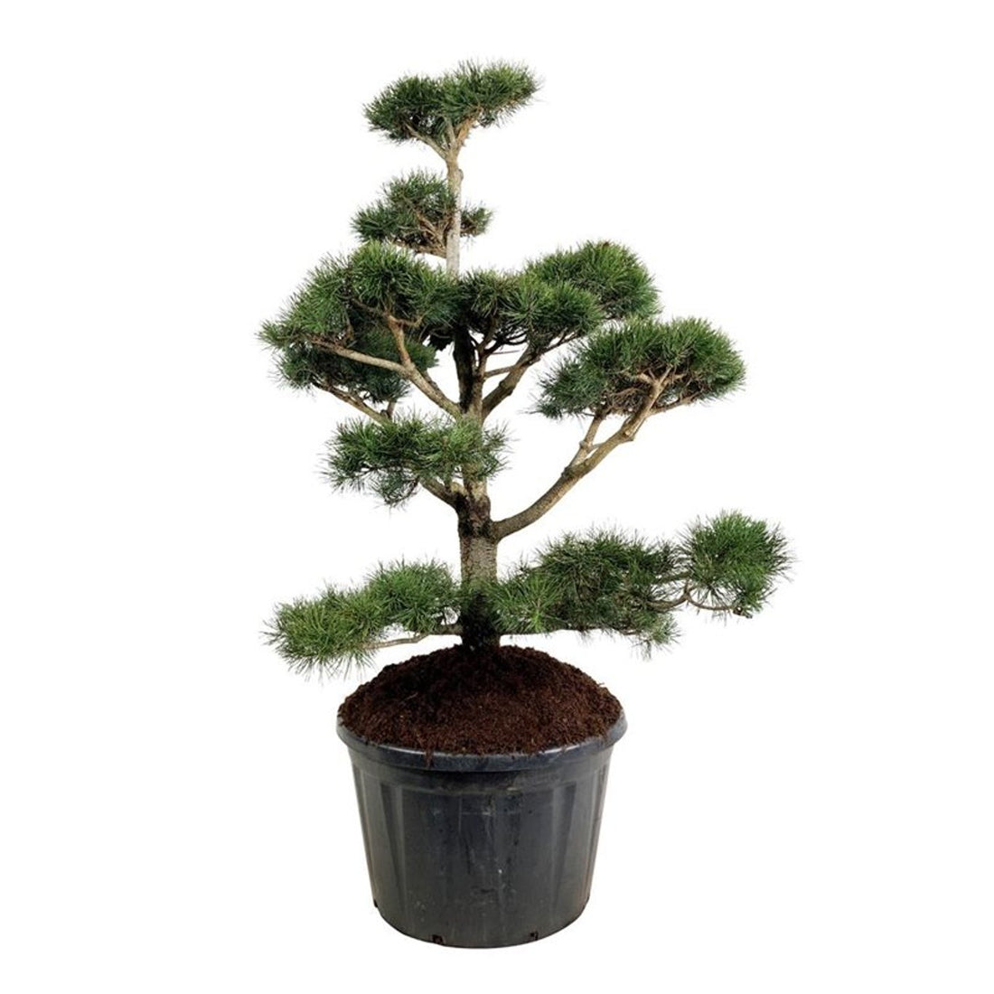 Pinus contorta Bonsai 150-175 cm P85 / C230 (230 liters kruka)