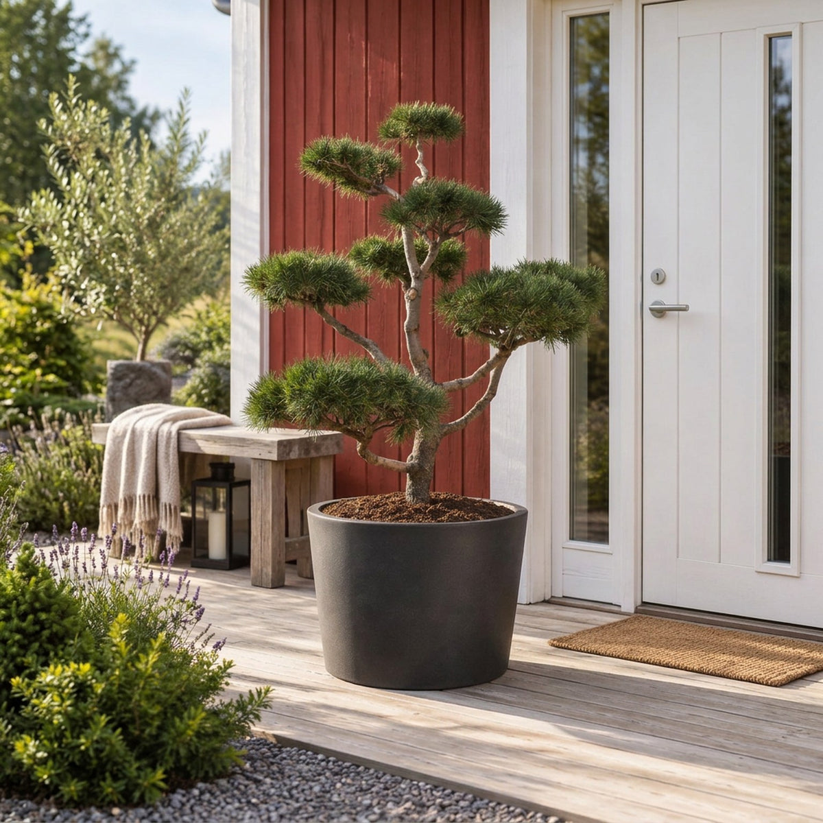Pinus contorta Bonsai 150-175 cm C285 (285 liters kruka)