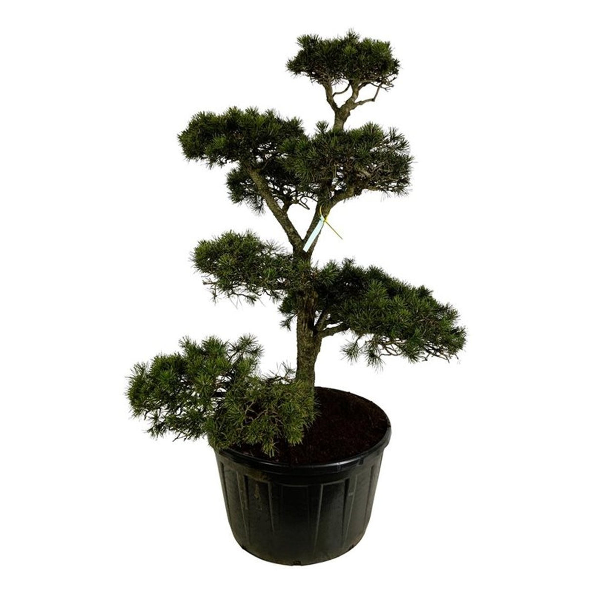 Pinus contorta Bonsai 175–200 cm C285 (285 liters kruka)