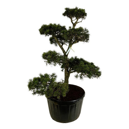 Pinus contorta Bonsai 175–200 cm C285 (285 liters kruka)