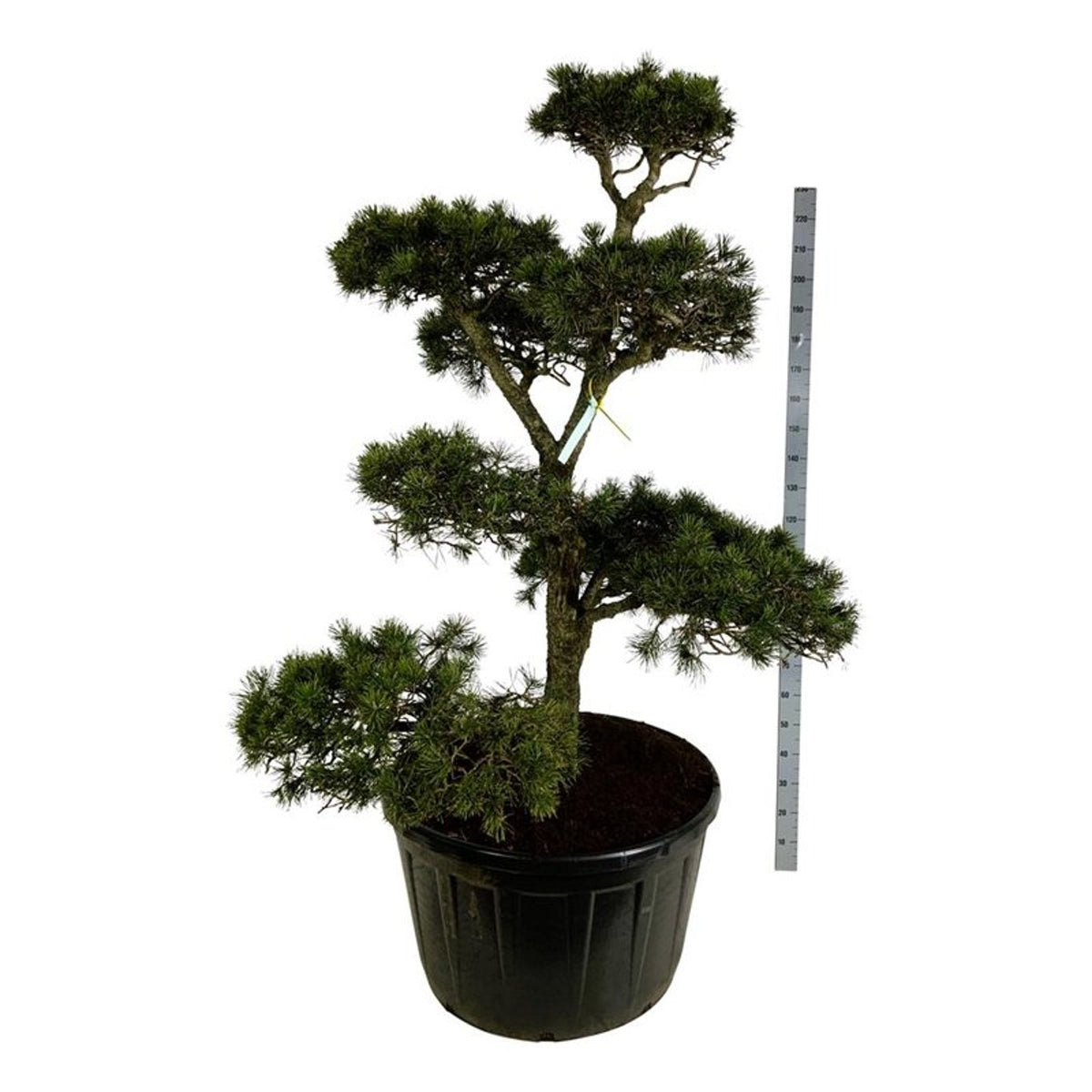 Pinus contorta Bonsai 175–200 cm C285 (285 liters kruka)