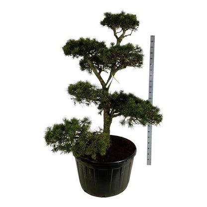 Pinus contorta Bonsai 175–200 cm C285 (285 liters kruka)