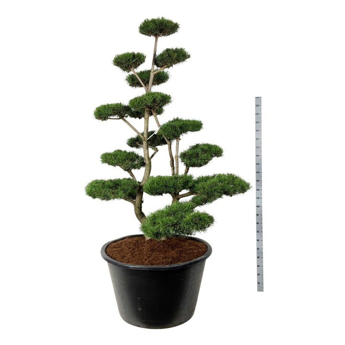 Pinus contorta Bonsai 200–225 cm C500
