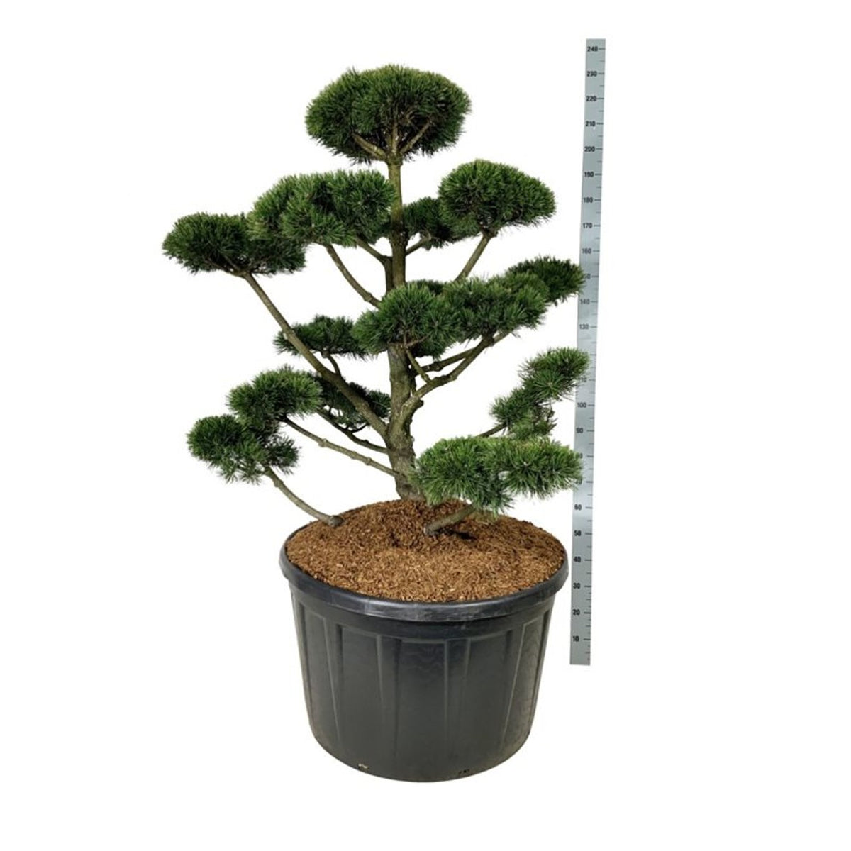 Pinus mugo &