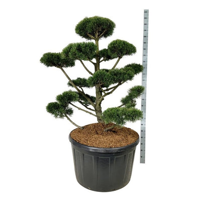 Pinus mugo &