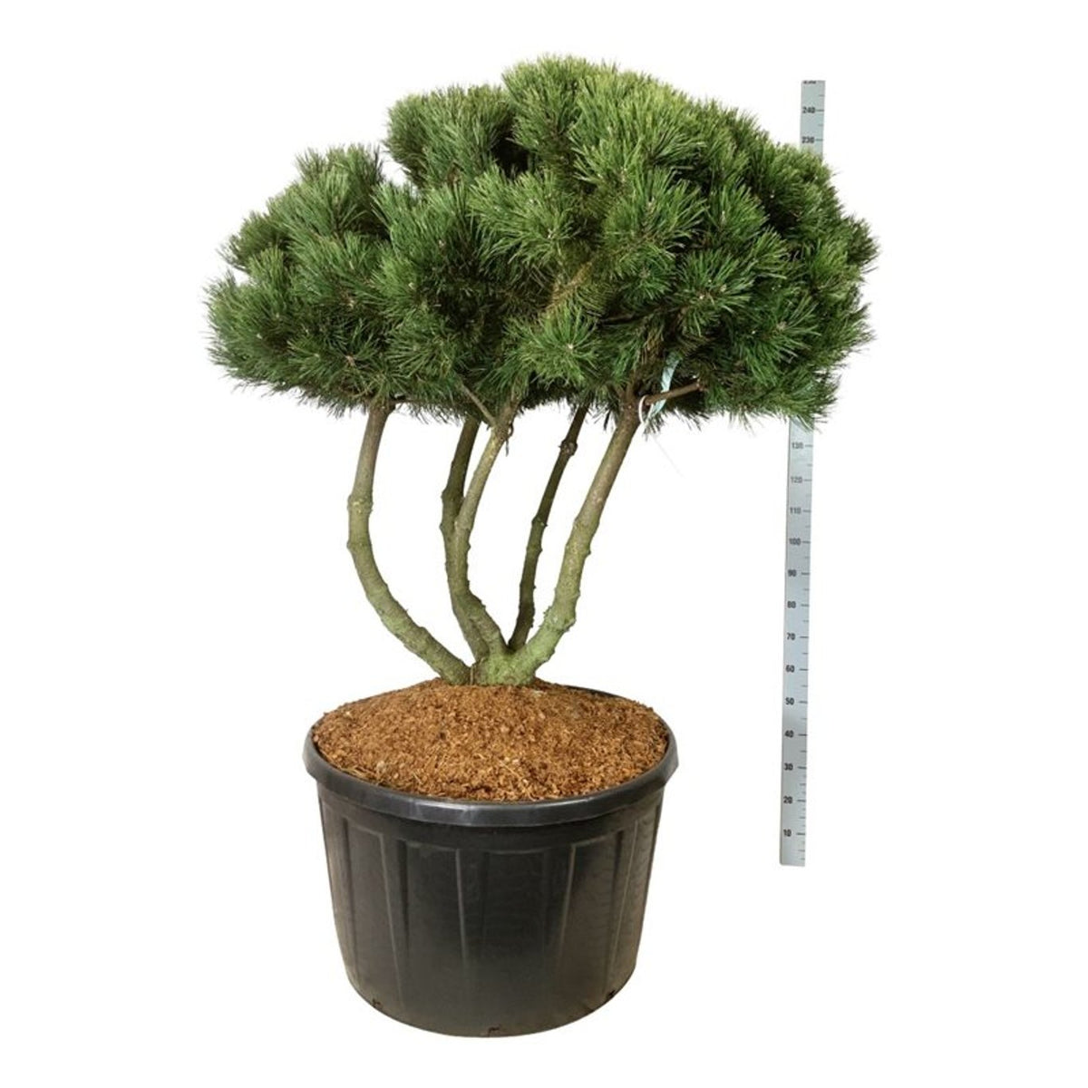 Pinus mugo &