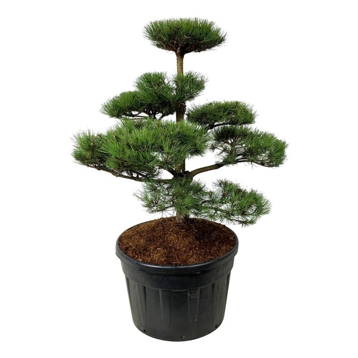 Pinus nigra nigra Bonsai 100-125 cm C180 (180 liters kruka)