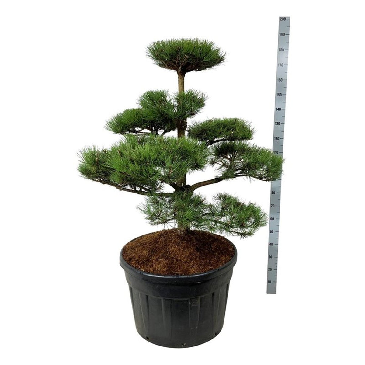 Pinus nigra nigra Bonsai 100-125 cm C180 (180 liters kruka)