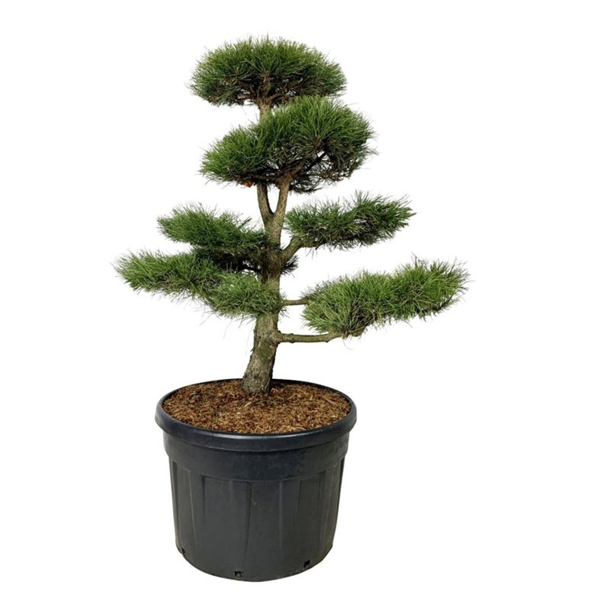 Pinus nigra nigra Bonsai 125-150 cm C180 (180 liters kruka)