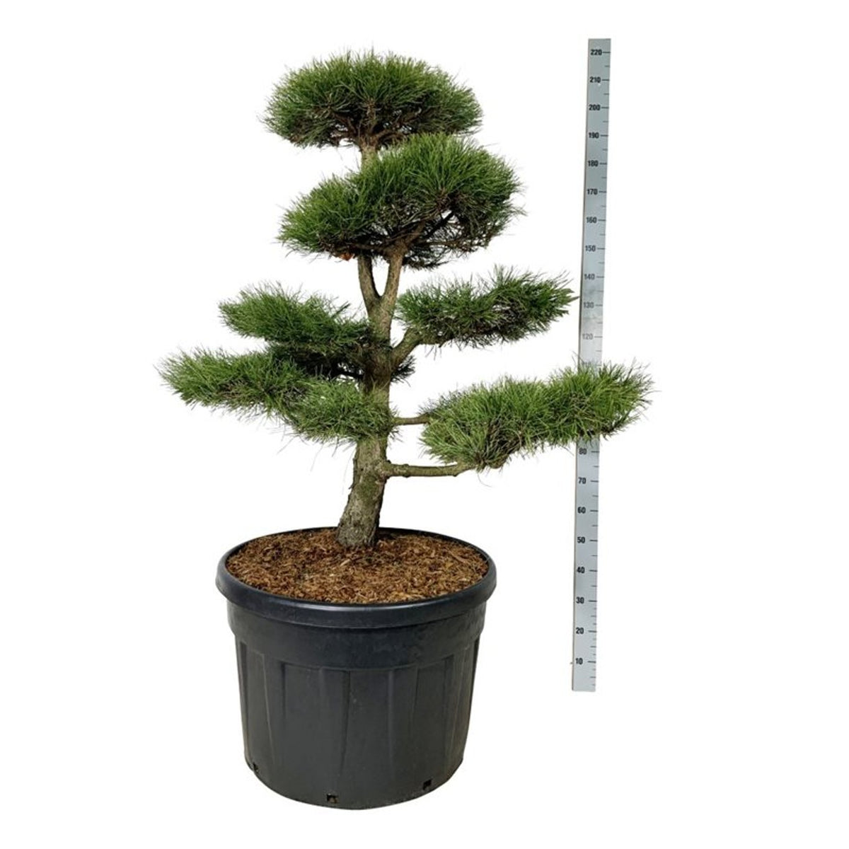 Pinus nigra nigra Bonsai 125-150 cm C180 (180 liters kruka)