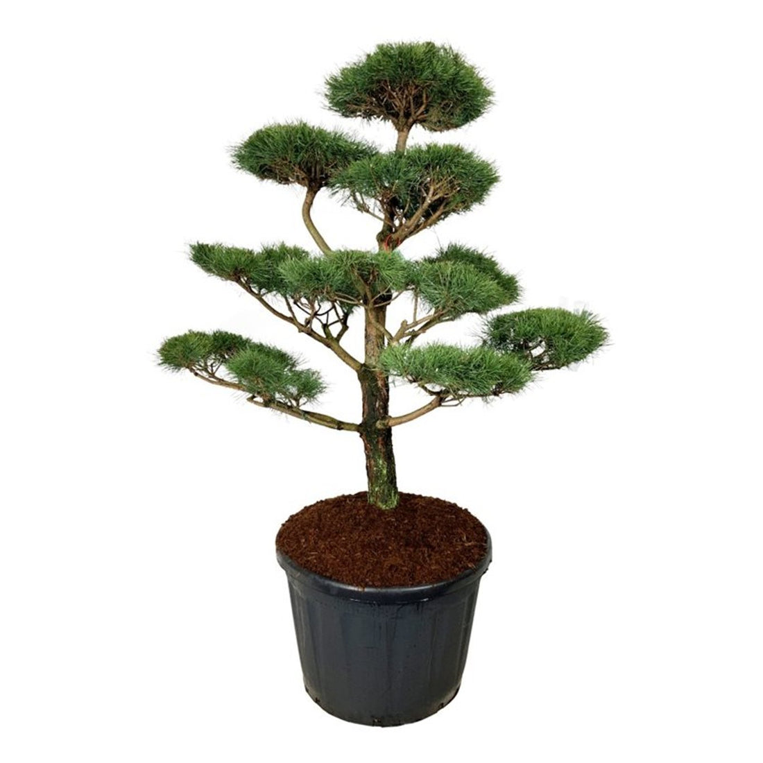 Pinus nigra nigra Bonsai 150-175 cm C180 (180 liters kruka)