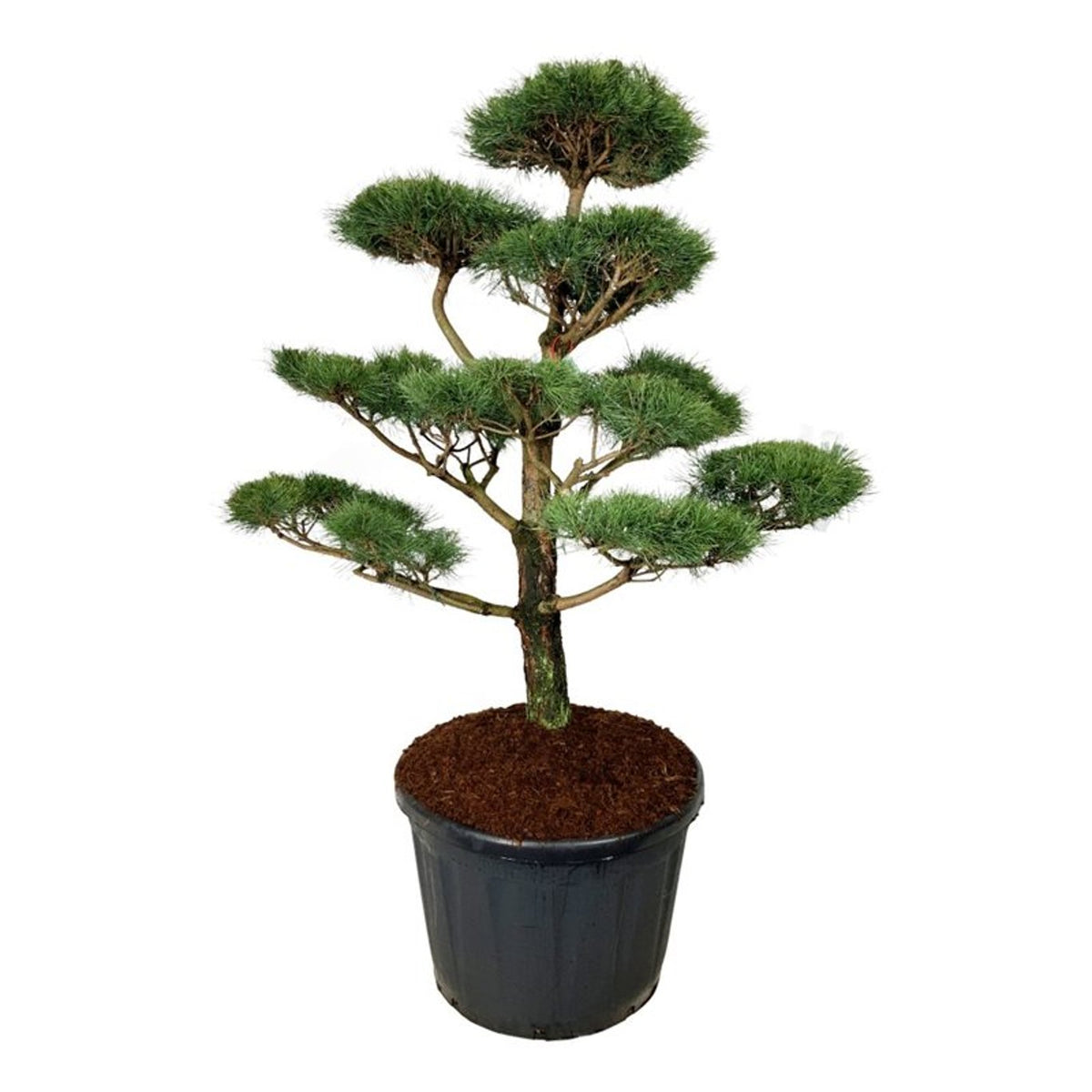 Pinus nigra nigra Bonsai 150-175 cm C180 (180 liters kruka)