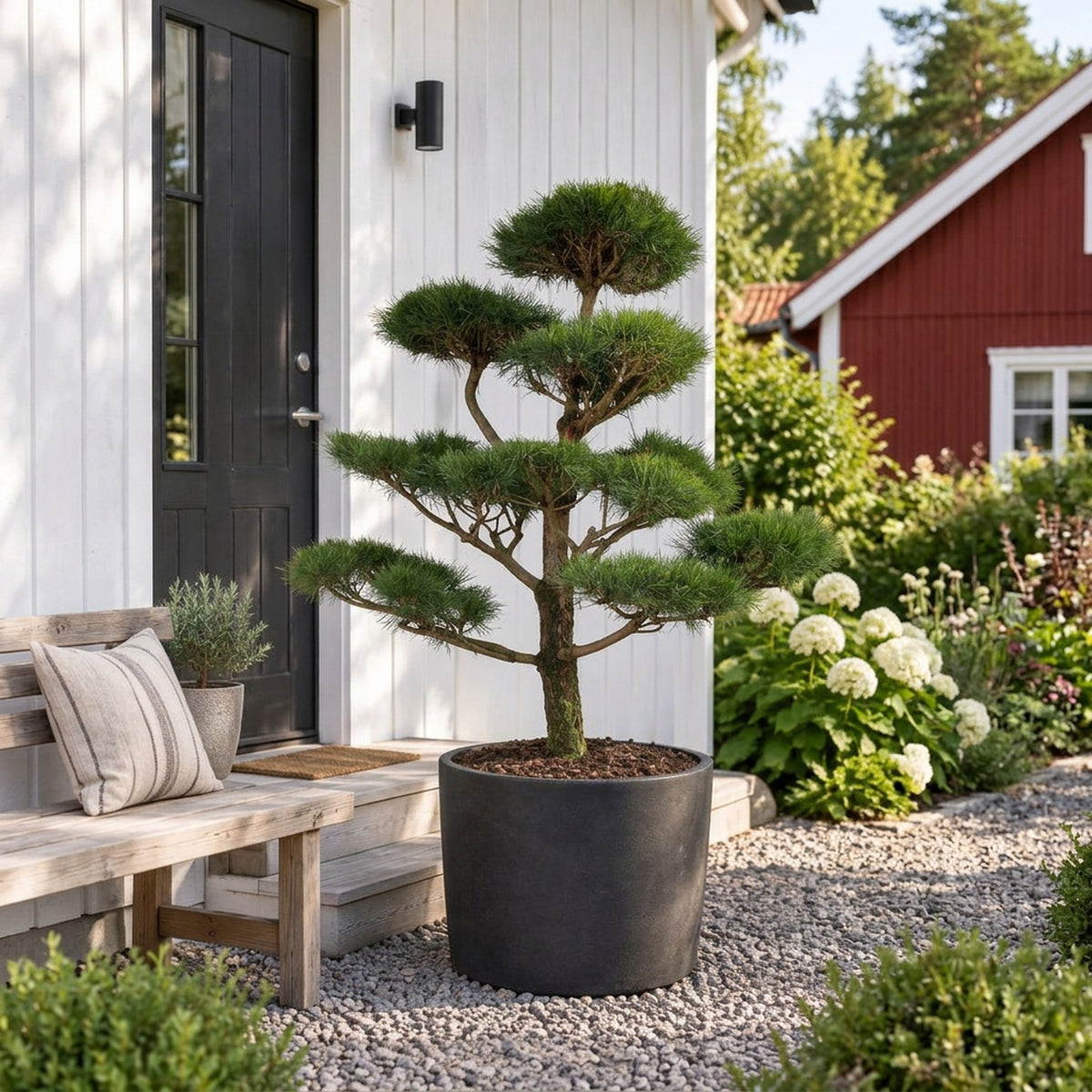 Pinus nigra nigra Bonsai 150-175 cm C180 (180 liters kruka)