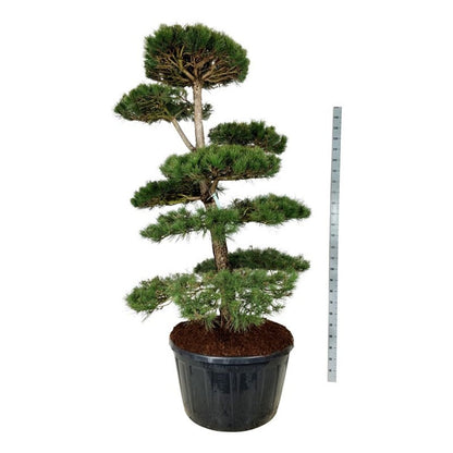 Pinus nigra nigra Bonsai 200-225 cm C285 (285 liters kruka)