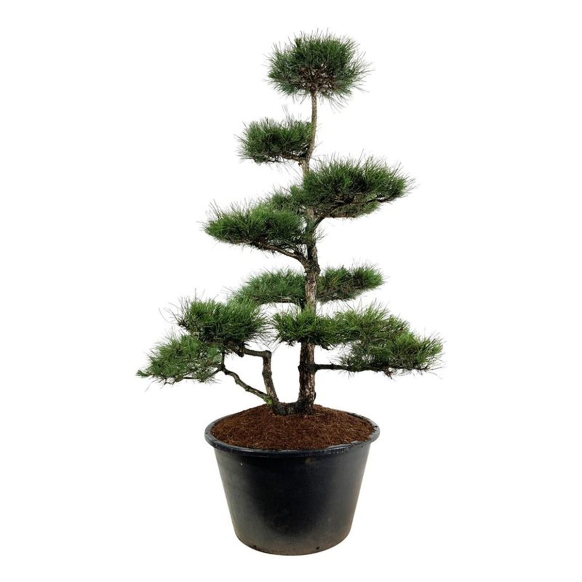 Pinus nigra nigra Bonsai 225-250 cm C500 (500 liters kruka)
