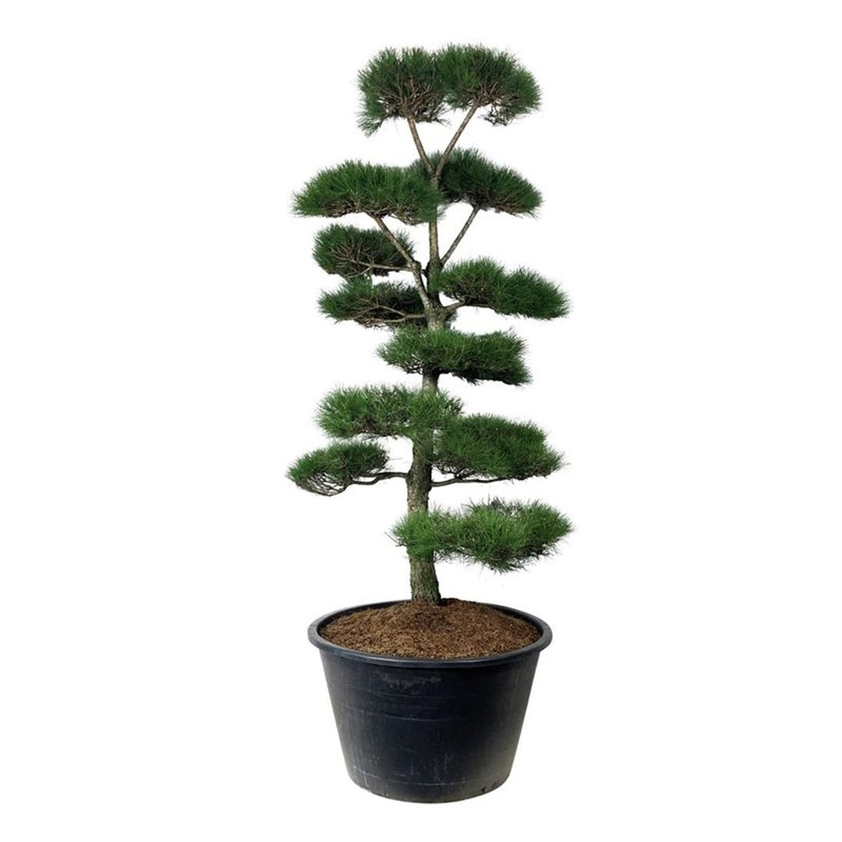 Pinus nigra nigra Bonsai 250-300 cm P120/C500 (500 liters kruka)