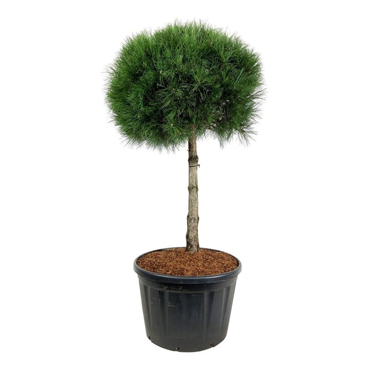 Pinus nigra nigra Stam 100 cm Krona 90-100 cm C230 (230 liters kruka)
