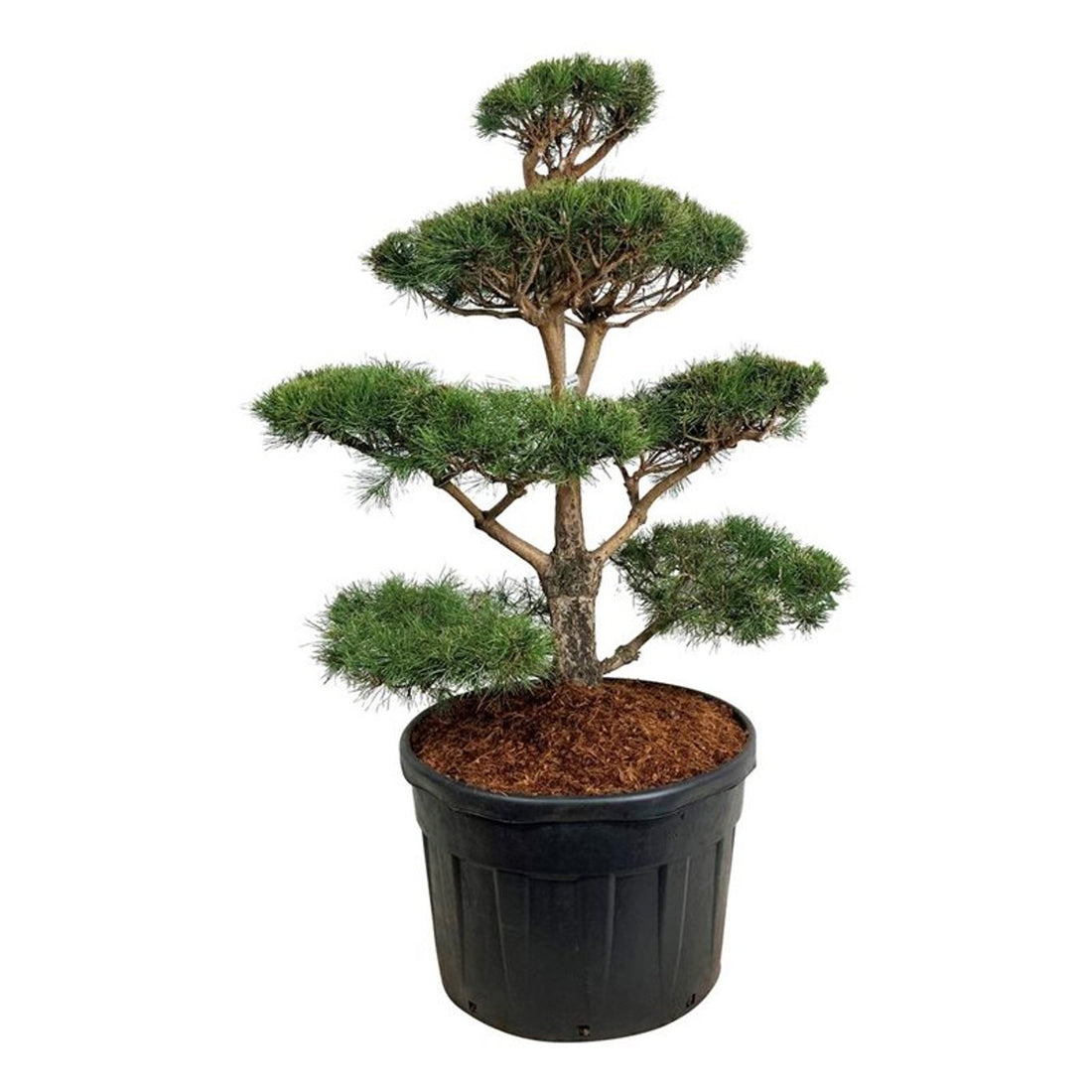 Pinus sylvestris Bonsai 100–125 cm C180 (180 liters kruka)