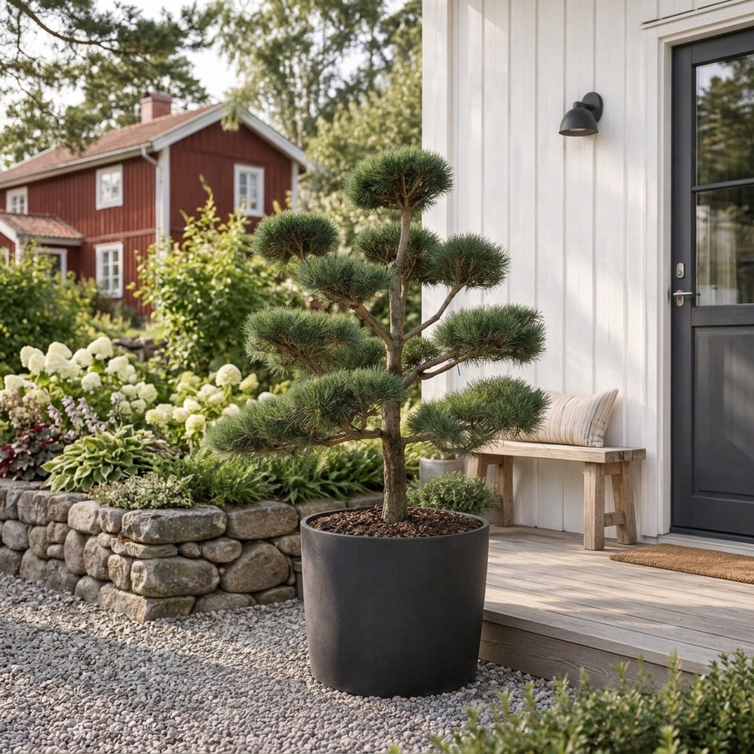 Pinus sylvestris Bonsai 125-150 cm P80/C180 (180 liters kruka)