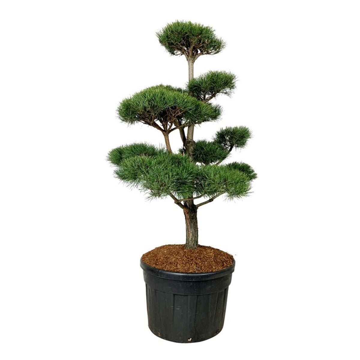 Pinus sylvestris Bonsai 150–175 cm C180 (180 liters kruka)