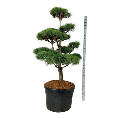 Pinus sylvestris Bonsai 150–175 cm C180 (180 liters kruka)