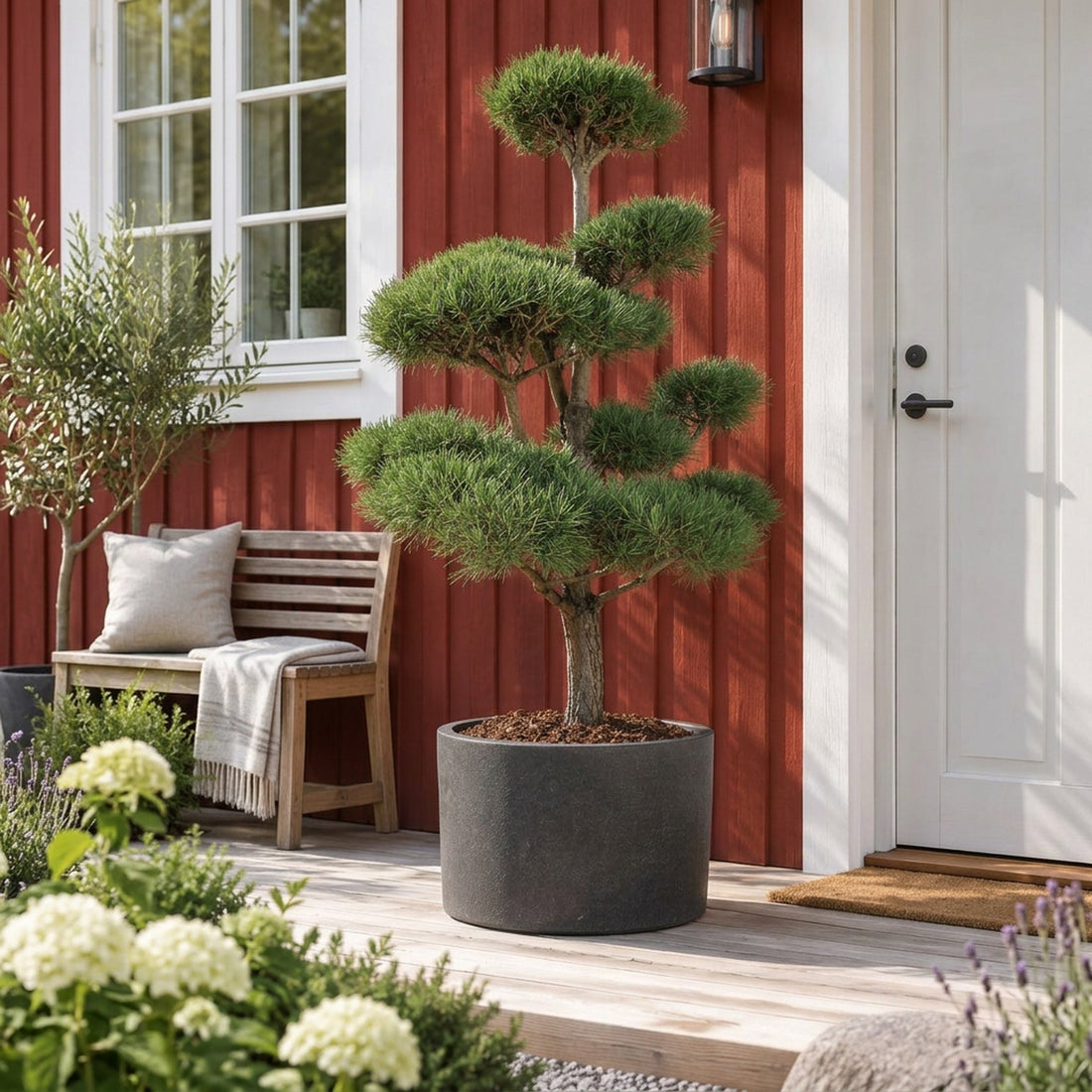 Pinus sylvestris Bonsai 150–175 cm C180 (180 liters kruka)